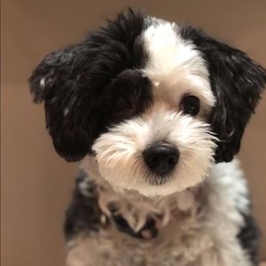 Meet your Posher, Eva